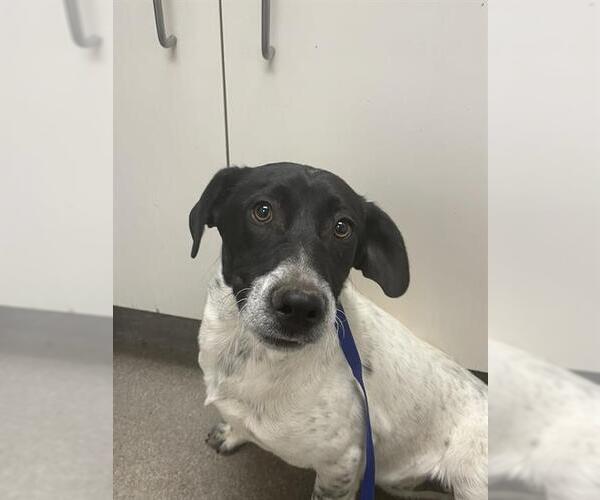 Medium Photo #1 Mutt Puppy For Sale in HESPERIA, CA, USA