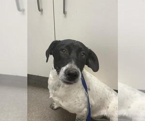 Mutt Dogs for adoption in HESPERIA, CA, USA