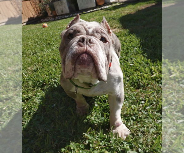 Medium Photo #2 American Pit Bull Terrier Puppy For Sale in Oak Bluffs, MA, USA