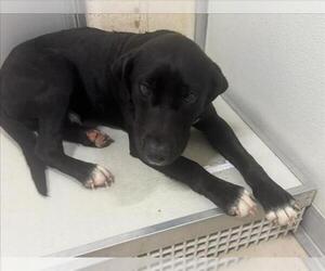 Labrador Retriever-Unknown Mix Dogs for adoption in Mobile, AL, USA