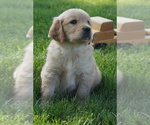 Small #3 Golden Retriever