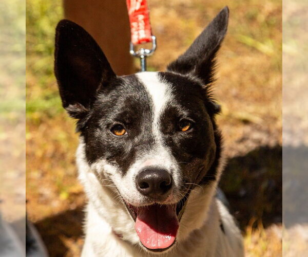 Medium Photo #29 Border Collie-Unknown Mix Puppy For Sale in Canton, CT, USA
