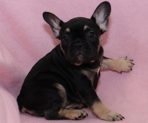 French Bulldog Puppy for Sale in DEER PARK, New York USA