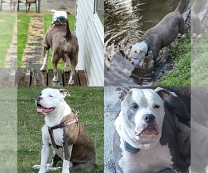 Mother of the American Bully puppies born on 09/14/2022