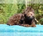 Small #27 ShihPoo