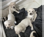 Small Photo #15 Labrador Retriever Puppy For Sale in KITTRELL, NC, USA