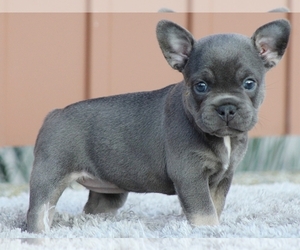 French Bulldog Puppy for sale in BOSTON, MA, USA