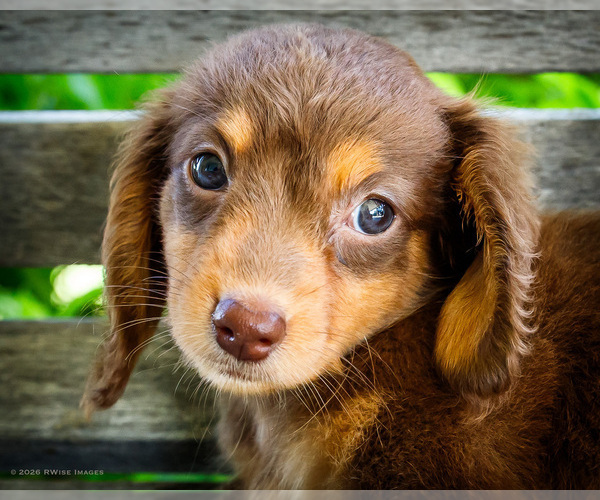 Medium Photo #2 Dachshund Puppy For Sale in WAKARUSA, IN, USA
