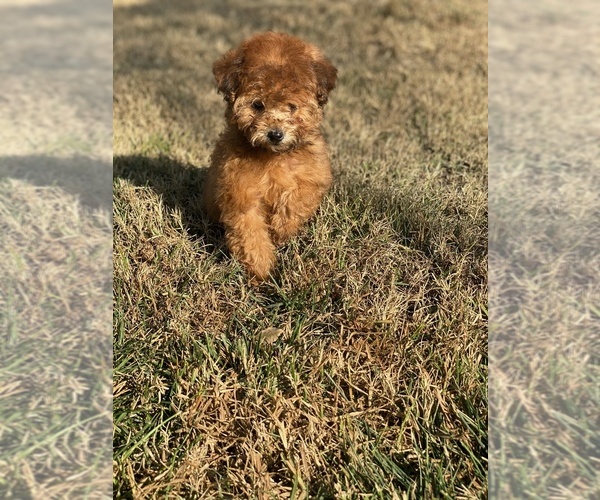 Medium Photo #1 Poodle (Toy) Puppy For Sale in HANFORD, CA, USA