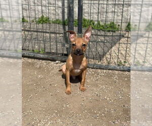Chihuahua-Unknown Mix Dogs for adoption in Mukwonago, WI, USA