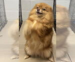 Small #1 Pomeranian