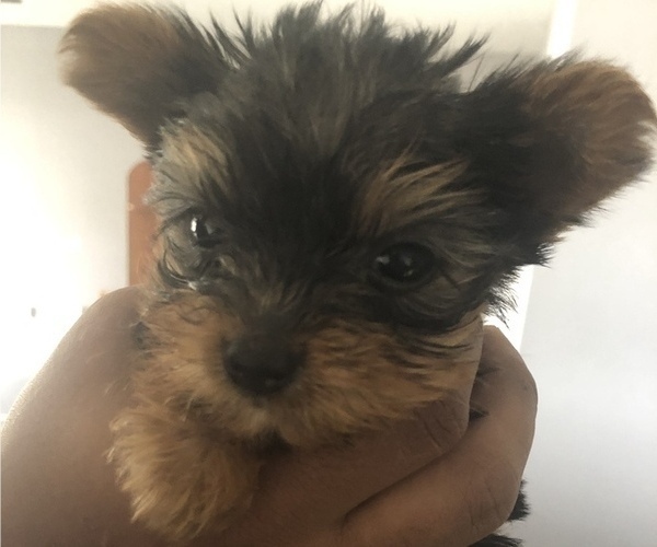 Medium Photo #4 Yorkshire Terrier Puppy For Sale in KISSIMMEE, FL, USA
