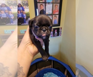 Pug Puppy for sale in TAYLOR, MI, USA