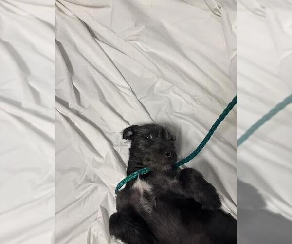 Medium Photo #1 Mutt Puppy For Sale in Las Vegas, NV, USA