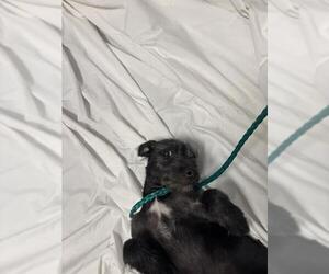 Mutt Dogs for adoption in Las Vegas, NV, USA