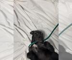 Small Mutt