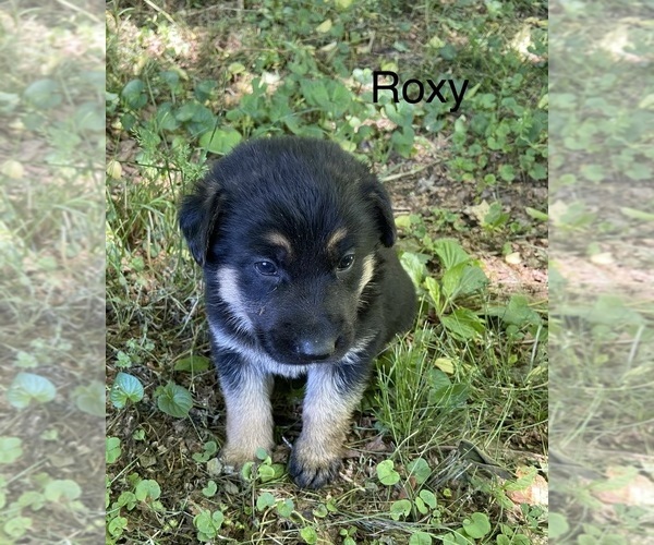 Medium Photo #1 German Shepherd Dog Puppy For Sale in PULASKI, TN, USA