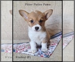 Puppy Fanny Pembroke Welsh Corgi