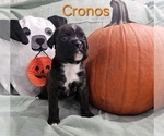 Puppy Cronus Boxer