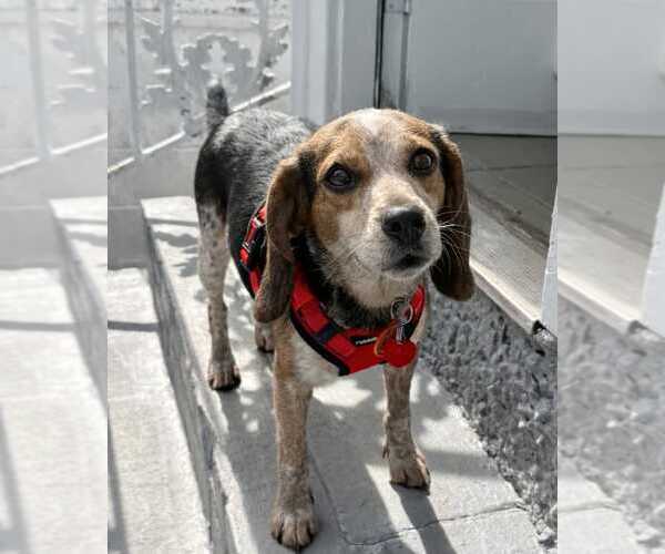 Medium Photo #9 Beagle Puppy For Sale in Dunnellon, FL, USA