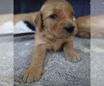 Small Photo #3 Golden Retriever Puppy For Sale in Brooklyn, NY, USA