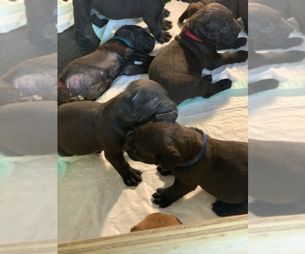 Medium Photo #122 Boerboel Puppy For Sale in LAS CRUCES, NM, USA