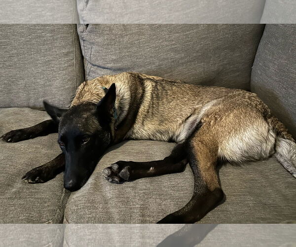 Medium Photo #11 Mutt Puppy For Sale in Stevens Point, WI, USA