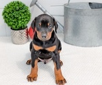 Puppy Charlie Doberman Pinscher