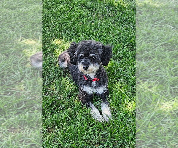 Medium Photo #1 Poodle (Toy) Puppy For Sale in Sioux Falls, SD, USA