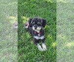 Small Poodle (Toy)