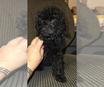 Small #2 Poodle (Toy)