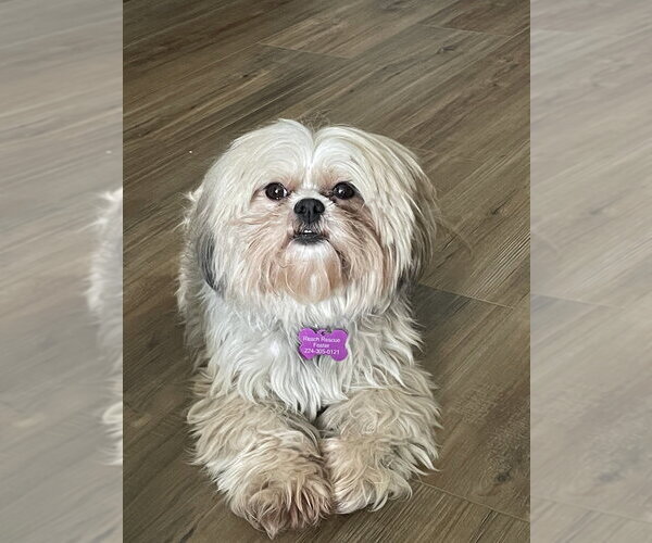 Medium Photo #2 Shih Tzu Puppy For Sale in Mundelein, IL, USA