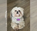 Small #1 Shih Tzu