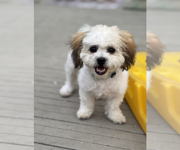 Medium Photo #1 Zuchon Puppy For Sale in MINOOKA, IL, USA