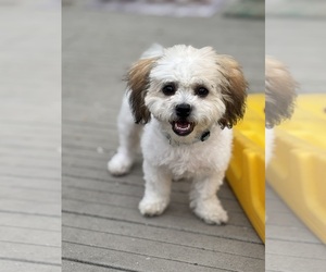 Zuchon Puppy for sale in MINOOKA, IL, USA