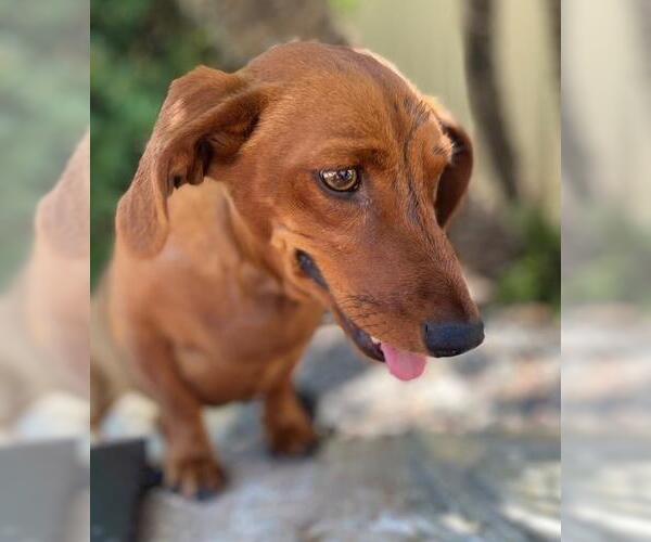 Medium Photo #5 Dachshund Puppy For Sale in Los Angeles, CA, USA