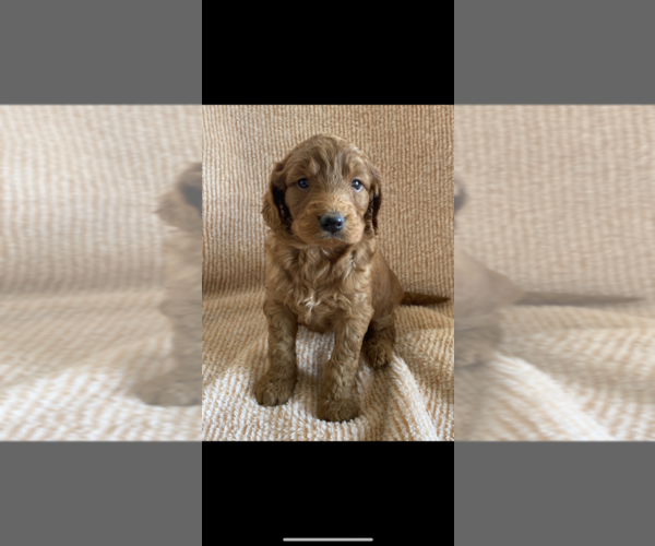 Medium Photo #3 Goldendoodle (Miniature) Puppy For Sale in NILES, MI, USA