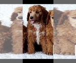 Small Photo #15 Poodle (Standard) Puppy For Sale in SEATTLE, WA, USA