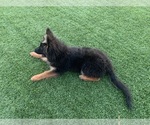 Small #6 German Shepherd Dog