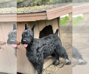 Mother of the Schnauzer (Giant) puppies born on 02/21/2025