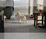 Small #1 Goldendoodle