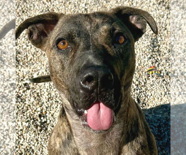 Medium Photo #2 Mountain Cur-Unknown Mix Puppy For Sale in Jefferson, WI, USA