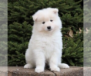 Medium Samoyed