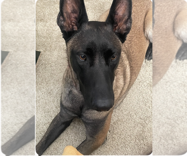 Medium Photo #2 Mutt Puppy For Sale in Imlay City, MI, USA