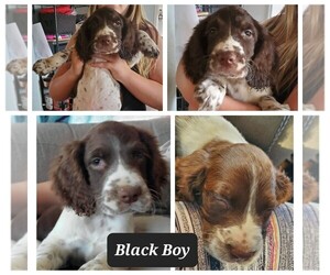English Springer Spaniel Puppy for sale in LUCERNE, CA, USA