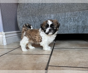 Shih Tzu Puppy for sale in SALINAS, CA, USA