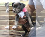 Small #2 American Pit Bull Terrier