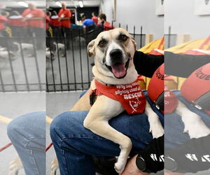 Black Mouth Cur-Unknown Mix Dogs for adoption in Wakefield, RI, USA