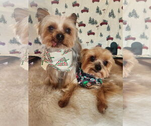 Mutt Dogs for adoption in Bon Carbo, CO, USA