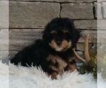 Small #1 Shih-Poo